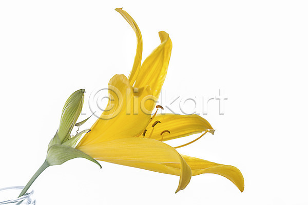 사람없음 JPG 포토 꽃 꽃백그라운드 꽃잎 나리꽃 노란색 누끼 스튜디오촬영 식물 실내 컬러