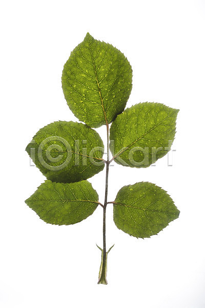 사람없음 JPG 포토 꽃백그라운드 나뭇잎 스튜디오촬영 식물 실내 잎 줄기