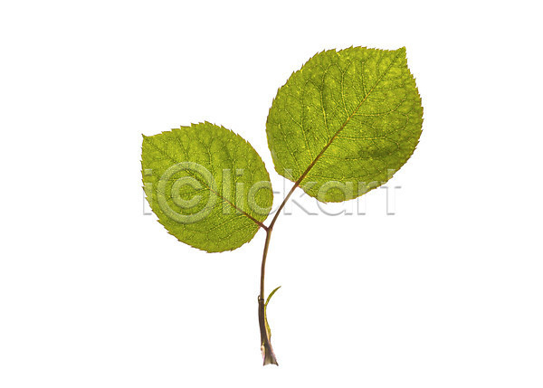 사람없음 JPG 포토 꽃백그라운드 나뭇잎 스튜디오촬영 식물 실내 잎 줄기
