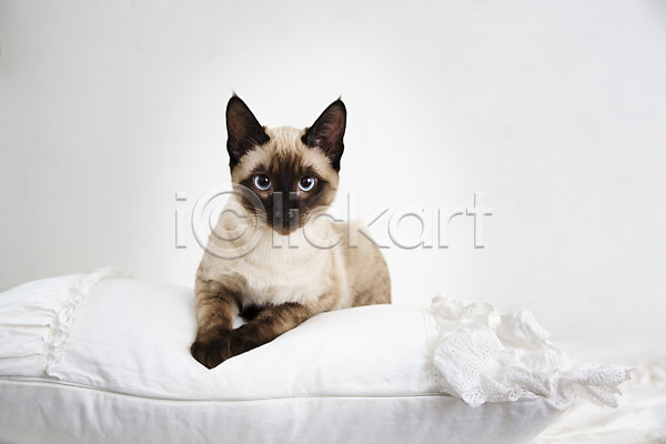 여유 휴식 사람없음 JPG 포토 고양이 동물 동물라이프 반려 베개 샴고양이 실내 침대 한마리