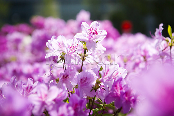 사람없음 JPG 근접촬영 포토 계절 꽃 봄 식물 야외 연보라색 영산홍 주간 컬러 화단