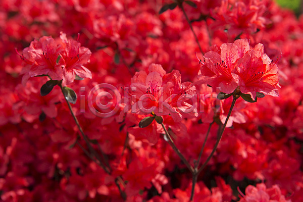 사람없음 JPG 근접촬영 포토 계절 꽃 봄 빨간색 식물 야외 영산홍 주간 컬러 화단