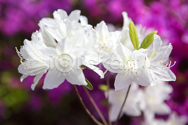 사람없음 JPG 근접촬영 포토 계절 꽃 배경화면 봄 식물 야외 영산홍 자주색 주간 컬러 화단 흰색