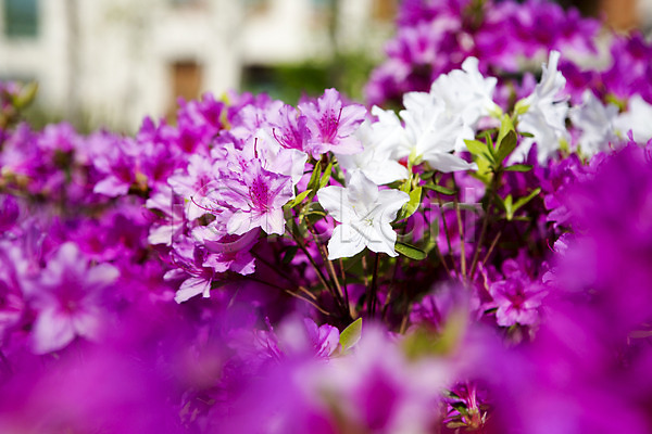 사람없음 JPG 포토 계절 꽃 봄 식물 야외 영산홍 자주색 주간 컬러 화단 흰색