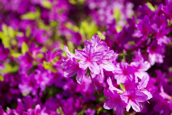 사람없음 JPG 근접촬영 포토 계절 꽃 배경화면 봄 식물 야외 영산홍 자주색 주간 컬러 화단