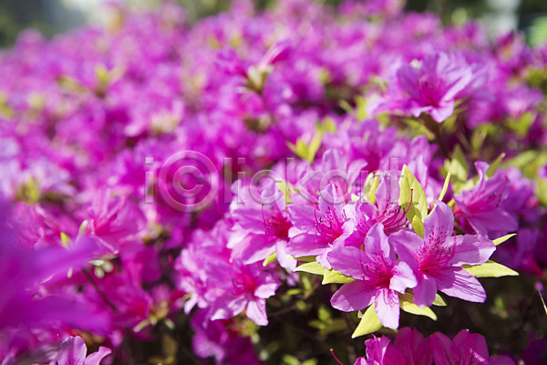 사람없음 JPG 포토 계절 꽃 봄 식물 야외 영산홍 자주색 주간 컬러 화단