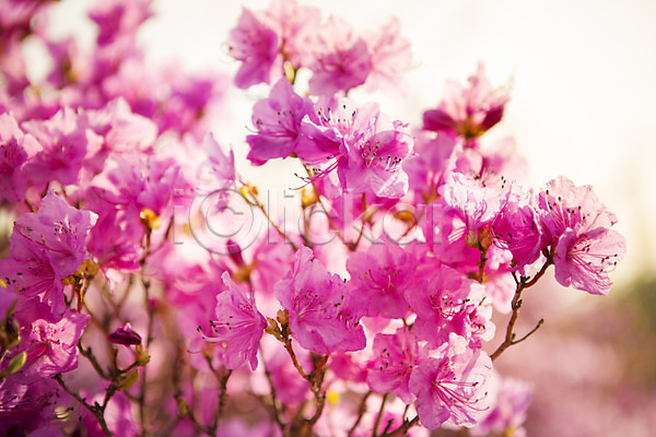 사람없음 JPG 포토 계절 고려산 꽃 봄 식물 야외 자주색 주간 진달래 컬러 풍경(경치)