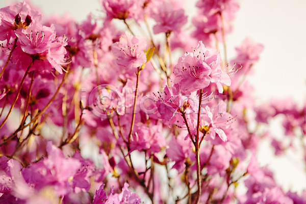 사람없음 JPG 포토 계절 고려산 꽃 봄 식물 야외 자주색 주간 진달래 컬러 풍경(경치)