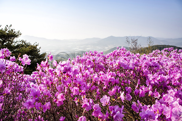 사람없음 JPG 포토 계절 고려산 꽃 나무 봄 산 식물 야외 자주색 주간 진달래 컬러 풍경(경치)