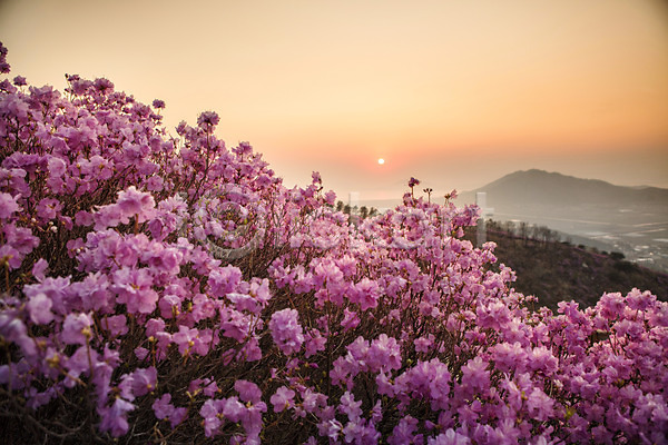 사람없음 JPG 포토 계절 고려산 꽃 나무 봄 산 식물 야외 일몰 자주색 주간 진달래 컬러 태양 풍경(경치)