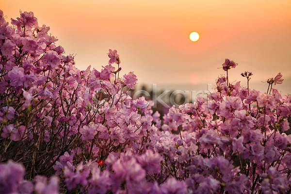사람없음 JPG 포토 계절 고려산 꽃 나무 봄 산 식물 야외 일몰 자주색 주간 진달래 컬러 태양 풍경(경치)