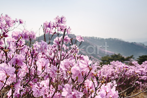사람없음 JPG 포토 계절 고려산 꽃 봄 산 식물 야외 자주색 주간 진달래 컬러 풍경(경치)