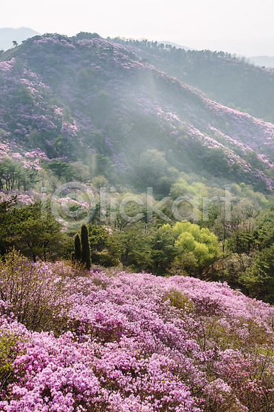 사람없음 JPG 포토 계절 고려산 꽃 나무 봄 산 식물 야외 자주색 주간 진달래 컬러 풍경(경치)
