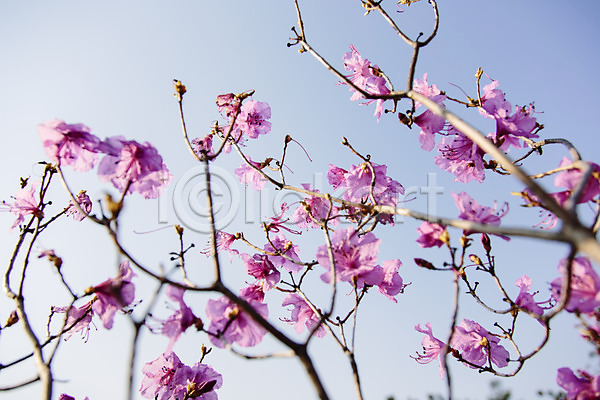사람없음 JPG 포토 계절 고려산 꽃 봄 산 식물 야외 자주색 주간 진달래 컬러 풍경(경치) 하늘