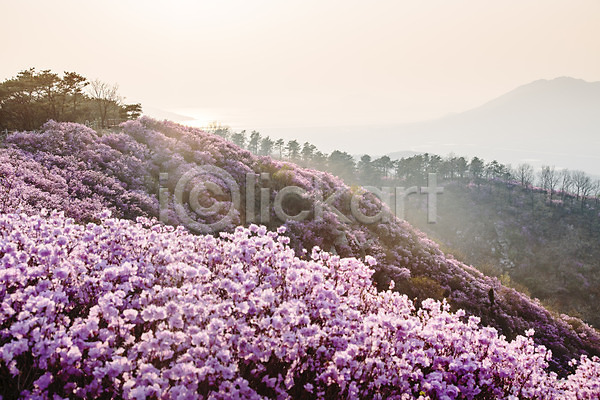 사람없음 JPG 포토 계절 고려산 꽃 봄 산 식물 야외 자주색 주간 진달래 컬러 풍경(경치)