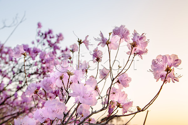 사람없음 JPG 포토 계절 고려산 꽃 배경화면 봄 산 식물 야외 일몰 자주색 주간 진달래 컬러 풍경(경치)