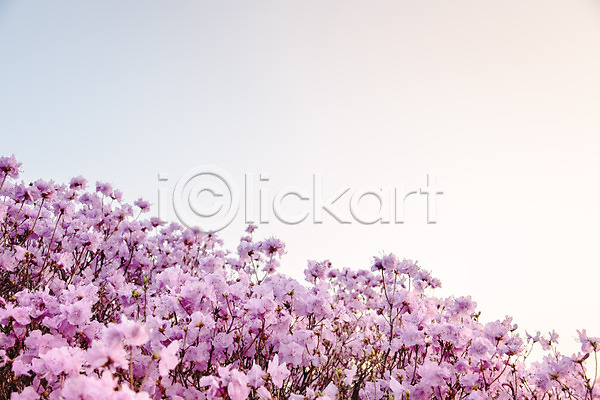 사람없음 JPG 포토 계절 고려산 꽃 봄 산 식물 야외 일몰 자주색 주간 진달래 컬러 풍경(경치)