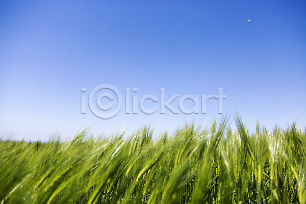 사람없음 JPG 포토 밭 보리 식물 야외 자연 제주도 주간 청보리 청보리밭 풍경(경치) 하늘 한국