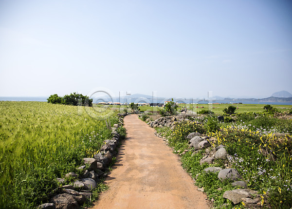 사람없음 JPG 포토 가파도 꽃 식물 야외 자연 제주도 주간 풀(식물) 풍경(경치) 하늘 한국