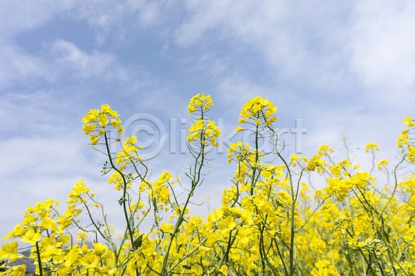 사람없음 JPG 포토 구름(자연) 꽃 식물 야외 유채 자연 제주도 주간 풍경(경치) 하늘 한국
