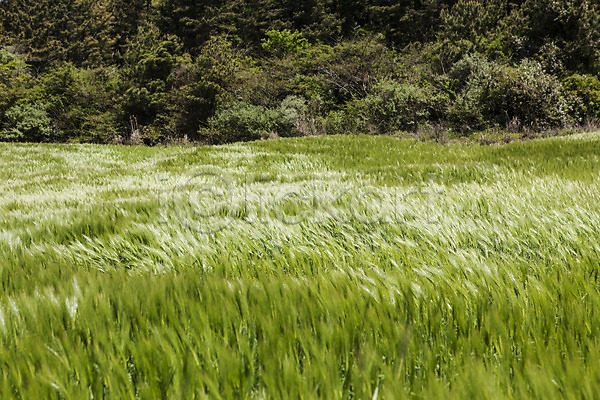 사람없음 JPG 포토 밭 식물 야외 자연 제주도 주간 청보리 청보리밭 풀(식물) 풍경(경치) 한국