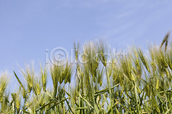 사람없음 JPG 포토 가파도 식물 야외 자연 제주도 주간 청보리 청보리밭 풍경(경치) 하늘 한국
