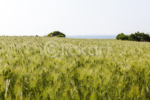 사람없음 JPG 포토 가파도 밭 식물 야외 자연 제주도 주간 청보리 청보리밭 풀(식물) 풍경(경치) 하늘 한국