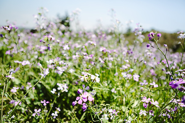 사람없음 JPG 포토 꽃 들꽃 식물 야외 자연 제주도 주간 초원(자연) 풀(식물) 풍경(경치) 하늘 한국