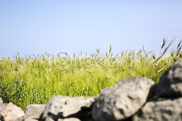 사람없음 JPG 포토 돌(바위) 밭 식물 쌓기 야외 자연 제주도 주간 청보리 청보리밭 풀(식물) 풍경(경치) 하늘 한국