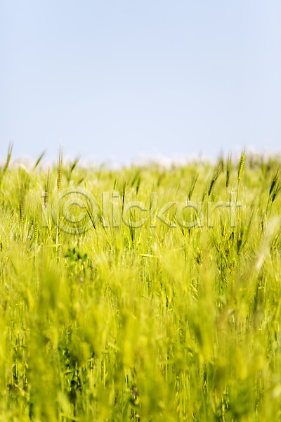 사람없음 JPG 포토 밭 식물 야외 자연 제주도 주간 청보리 청보리밭 풀(식물) 풍경(경치) 하늘 한국