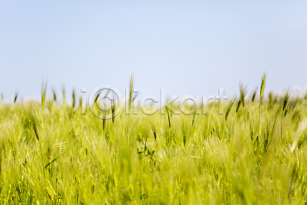 사람없음 JPG 포토 밭 식물 야외 자연 제주도 주간 청보리 청보리밭 풀(식물) 풍경(경치) 한국