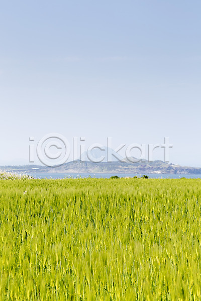사람없음 JPG 포토 바다 밭 식물 야외 자연 제주도 주간 청보리 청보리밭 풀(식물) 풍경(경치) 하늘 한국