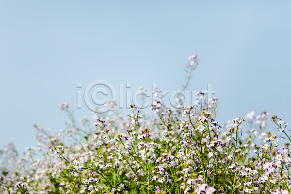 사람없음 JPG 포토 꽃 들꽃 식물 야외 자연 제주도 주간 풍경(경치) 하늘 한국