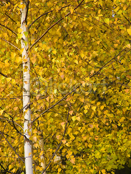 사람없음 JPG 포토 해외이미지 가을(계절) 나무 나뭇가지 노란색 소나무 숲 자작나무 초록색 편지 해외202004 황금