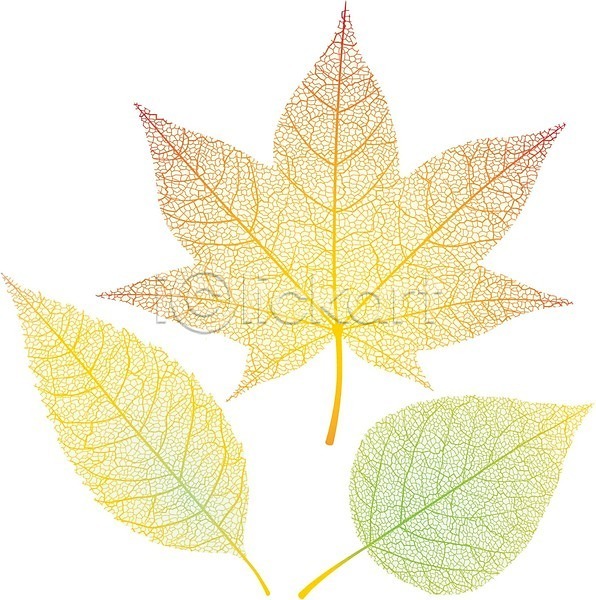 건조 사람없음 EPS 일러스트 해외이미지 가을(계절) 고립 그룹 노란색 단풍잎 디자인 옛날 오렌지 잎 자연 줄기 초록색 컬러풀 투명 패턴 해외202004 흰배경