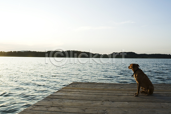 사람없음 JPG 포토 해외이미지 갈색 개 목재 물 반려동물 생각 일몰 항구 해외202004 햇빛 호수