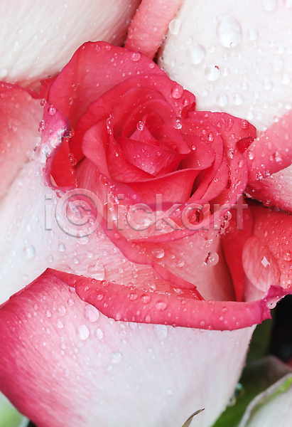사람없음 JPG 포토 해외이미지 꽃 꽃봉오리 꽃잎 물 분홍색 빨간색 세로 식물 자연 장미 해외202004 흰색