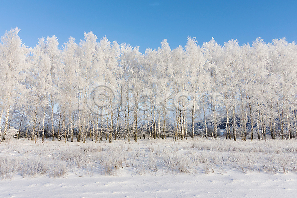 추위 사람없음 JPG 포토 해외이미지 1월 검은색 겨울 계절 공원 나무 나뭇가지 냉동 눈내림 맑음 목재 백그라운드 빛 서리 숲 시골 야외 얼음 자연 자작나무 장면 제설기 파란색 패턴 풍경(경치) 하늘 해외202004 환경 흰색