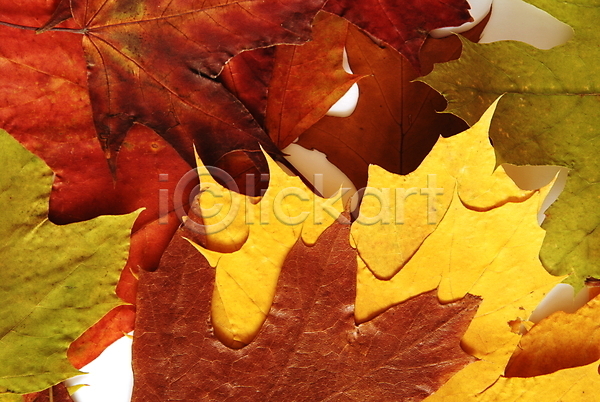 활발 사람없음 JPG 포토 해외이미지 가을(계절) 계절 고립 내추럴 노란색 단풍 많음 묘사 백그라운드 빨간색 오렌지 잎 자연 초록색 컬러풀 패턴 해외202004 흙더미 흰색