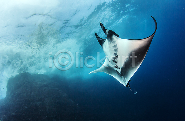 사람없음 JPG 포토 해외이미지 광선 깊이 다이빙 동물 멕시코 물 바다 바닷속 백그라운드 산호 수중 야생동물 야외 어류 여름(계절) 여행 자연 파란색 해외202004