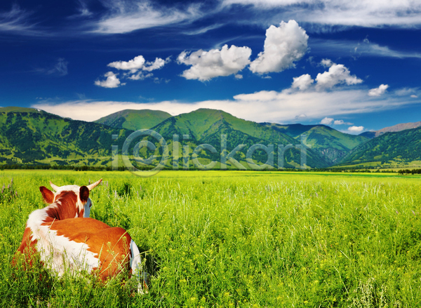 사람없음 JPG 포토 해외이미지 가축 농경지 맑음 목장 소 시골 야외 주간 풍경(경치) 해외202004