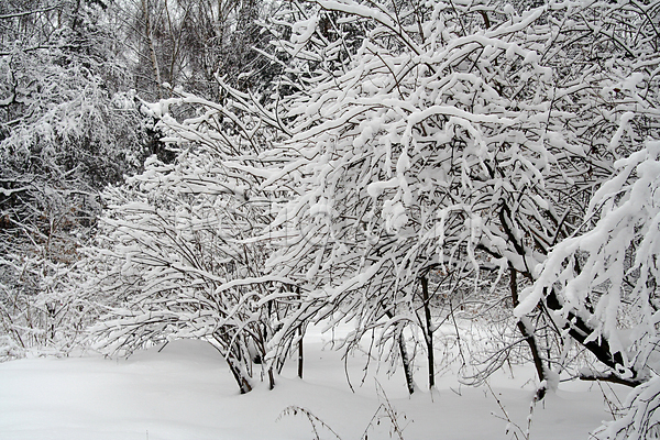 추위 침묵 사람없음 JPG 포토 해외이미지 12월 1월 2월 계절 공원 나무 나뭇가지 날씨 냉동 눈내림 반투명 서리 숲 시골 야외 얼음 자연 크리스마스 풍경(경치) 해외202004 회색 휴가 흰색
