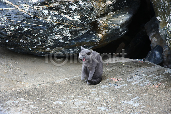 분노 사람없음 JPG 포토 해외이미지 고양이 눈(신체부위) 동물 반려동물 자연 해외202004 회색 흰색