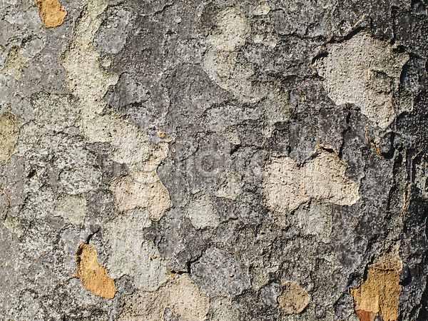 건조 보호 사람없음 JPG 포토 해외이미지 갈색 거친 그런지 껍질 나무 나무껍질 내추럴 노화 목재 묘사 백그라운드 삼나무 수목 식물 옛날 이끼 자연 질감 추상 패턴 표면 피부 해외202004