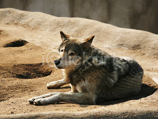 사람없음 JPG 포토 해외이미지 늑대 야생동물 야외 엎드리기 주간 한마리 해외202004