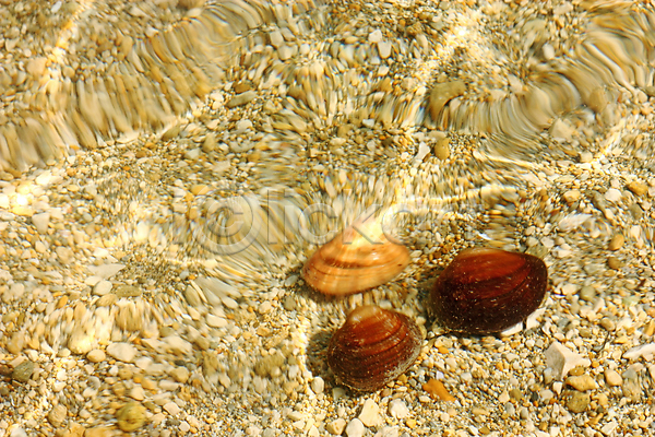 사람없음 JPG 포토 해외이미지 3 껍질 내추럴 동물 모래 물 바다 백그라운드 여름(계절) 자연 조개 파도 해변 해외202004