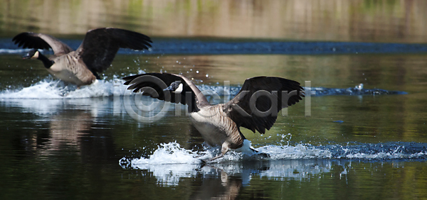 사람없음 JPG 포토 해외이미지 갈색 거위 검은색 계산서 공격적 구부린 날개 동물 동물상 머리 물 바다 부리 생존 시끄러움 야생동물 이륙 자연 조류 착륙 캐나다 컬러풀 큼 포즈 해외202004 해외포토 회색 흰색
