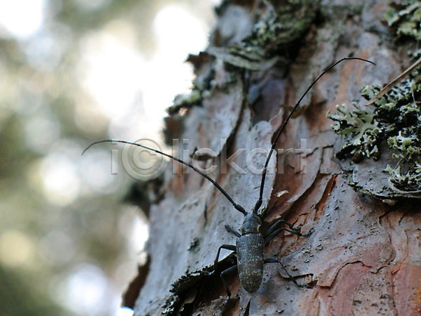 사람없음 JPG 포토 해외이미지 갈색 곤충 나무 나무껍질 닫기 동물 묘사 벌레 소름 자연 해외202004