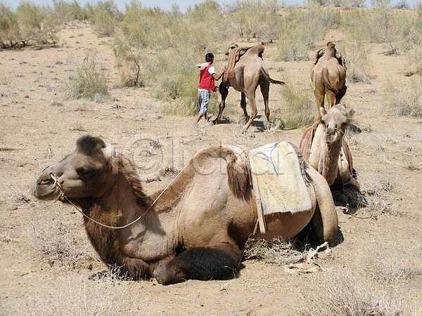 휴식 사람없음 JPG 포토 해외이미지 낙타 단봉낙타 사막 우즈베키스탄 카라반 해외202004