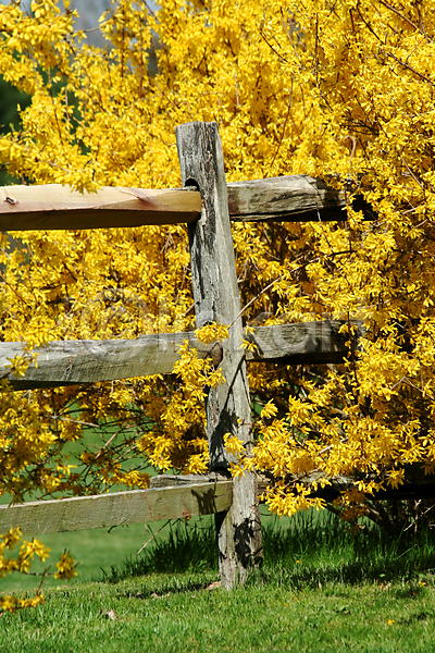 사람없음 JPG 포토 해외이미지 계절 목재 봄 식물 여름(계절) 울타리 잎 자연 초록색 해외202004
